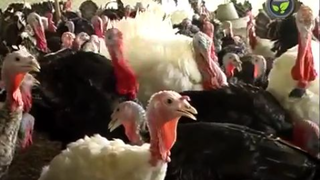 Turkey Bird Farming