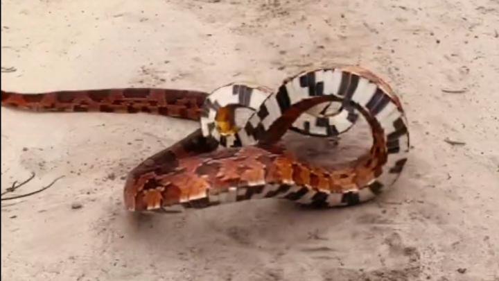 A wild corn snake that’s downright terrifying!