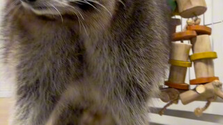 Do raccoons recognize people? Domesticated raccoons do recognize people #小浣熊#Cute Pet Debut Plan Unl