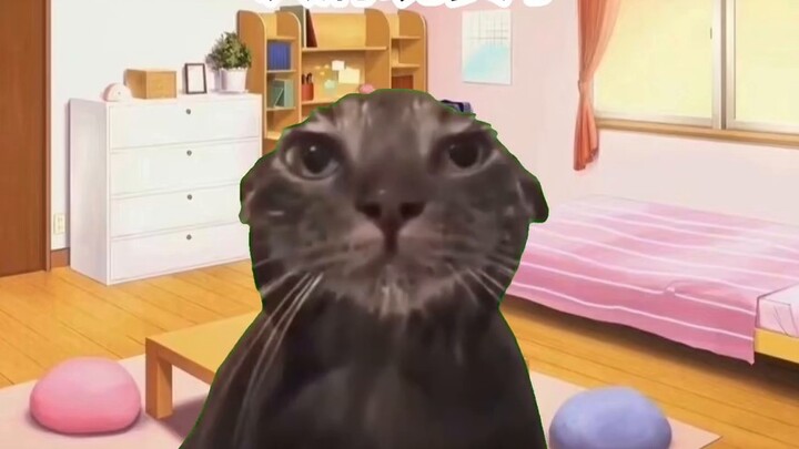 【Cat meme】Kiva, a fast runner in three days, went insane