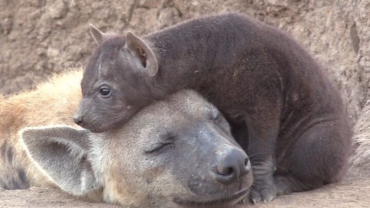 A Sweet Home: A Spotted Hyena Mother and Her Cub by the Den