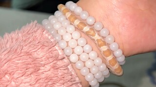 ‼️【Jangan masuk jika takut ular】‼️ Memamerkan gelang tangan kecil warna emas～～