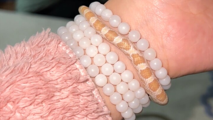 ‼️[Snakesafe zone]‼️ Showing off my golden little bracelet～～