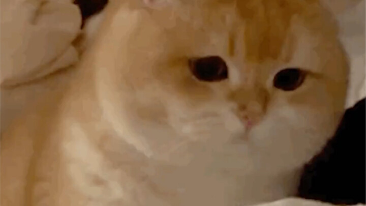 网友又背着我偷偷进化了 大家都好有才啊，我只会我c