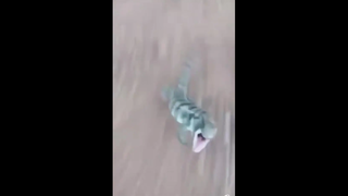 เล่นตูซะแล้ว อุตส่าห์เอามาปล่อย
