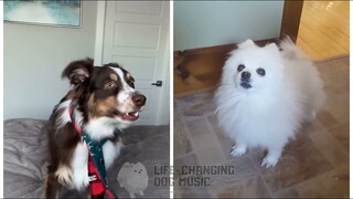 Chesnuts Roasting On An Open Fire but Dogs Sung It (Dogs Version Cover)