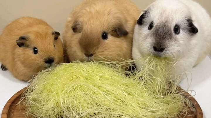 หนูตะเภาตัวน้อยดื่มด่ำกับการกิน (เวอร์ชันเสียง)