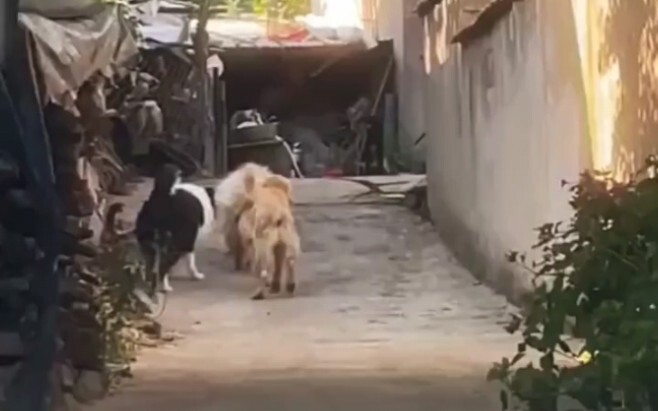 Setelah Golden Retriever kembali ke desa, dia mengajak teman-temannya untuk bertarung. Tentara dikal