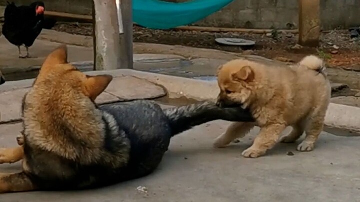 Anak anjing baru sedang berusaha keras untuk menyatu dengan keluarga kecil ini.