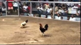 win gull