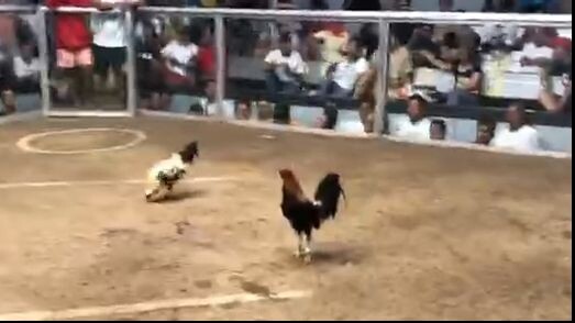 win gull