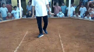 garry gf golden sweater line