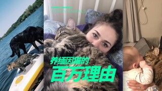 养缅因猫的百万理由