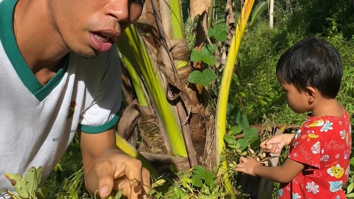 Let’s harvest Peanuts with our Nephews for extra fun.