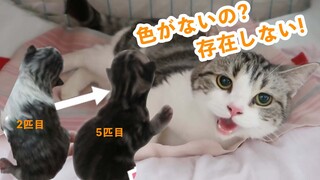 5 Kittens Born In 2 Hours, But The Colors Get Darker With Each Kitten