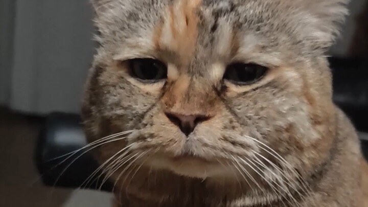 Hearers Weep! Cat Version of "Chenqing Biao"