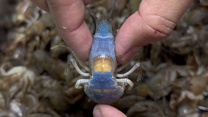 เอาเป็นว่า ทำไมกุ้งหลูกู่ถึงมีกลิ่นผงซักฟอกแบบนี้ล่ะ