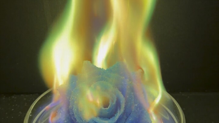 الحب مثل وردة، تتفتح أحيانًا وتجف أحيانًا أخرى.