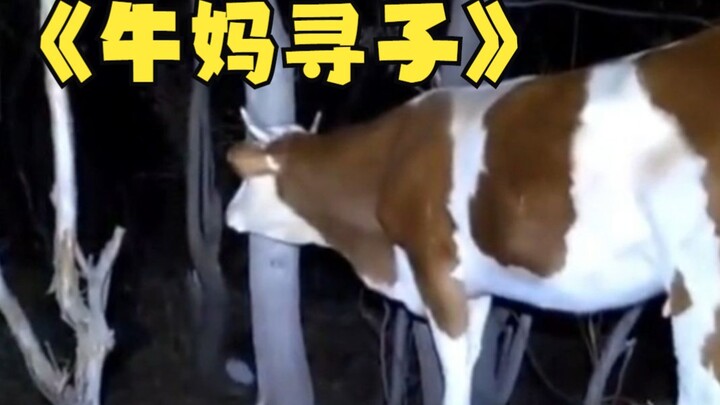 Motherly love knows no species boundaries! A playful calf sneaked into a hole and escaped at night, 