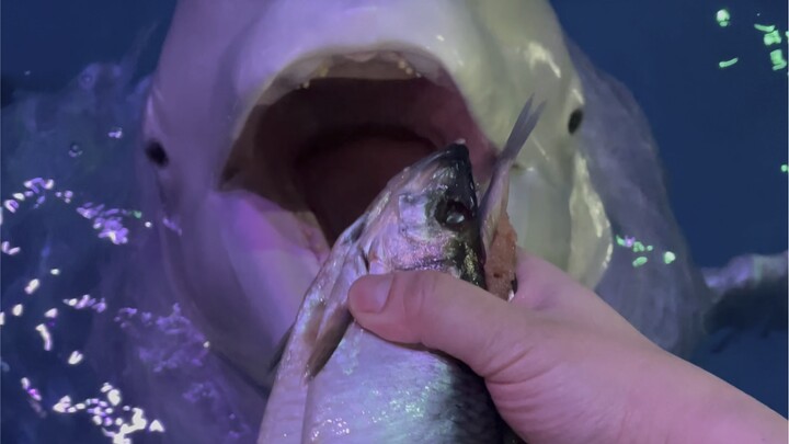 حان وقت الأكل!