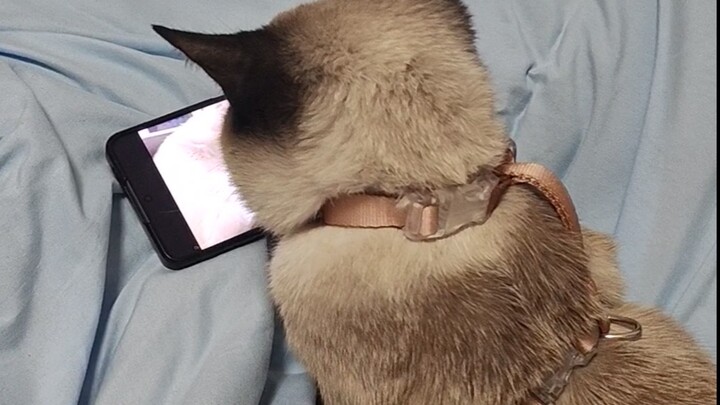 Kucing bau, kamu cinta aku atau dia?