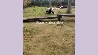 🐼 Panda is Nuan Nuan. She was in Zoo, Malaysia. She was returned to China in 2017.