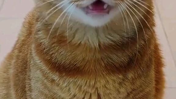 #catskil #song #fypシ #pyppppp #highlights