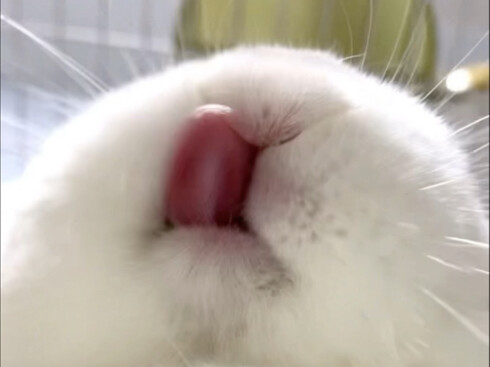 Dude, I ate some celery today—it’s so crunchy!