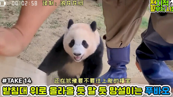 (Chinese Subtitles) 210723: The Keeper Grandpa Teaches Fu Bao How to Use the Slide — I’m Starting to