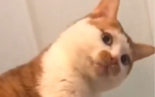 Cat: But I’m totally a good cat!