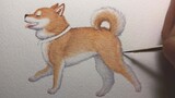 Draw a furry Shiba Inu~