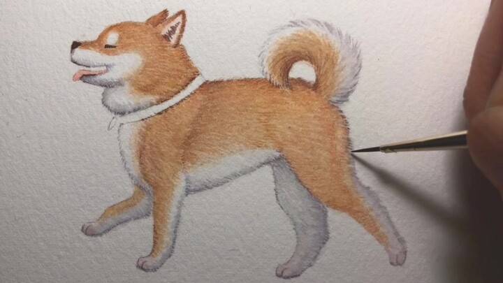 Vẽ một Shiba Inu đầy lông ~