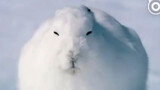 เฉินผิงผิง : สภาพตอนที่กระต่ายขั้วโลกเหนือยืนขึ้นมา