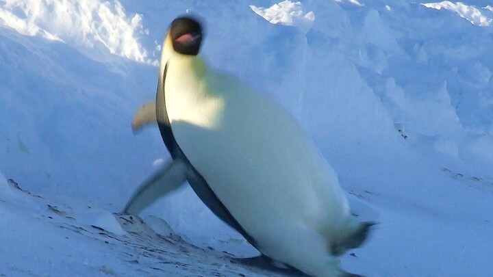 Penguin with slippery feet