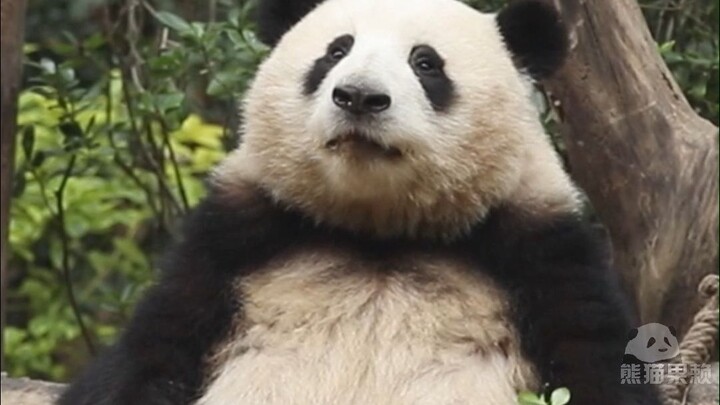 After Huahua pulled a dirty trick, she’s got a hundred and one tricks up her sleeve…