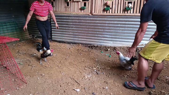 grey vs bisita na kanaway