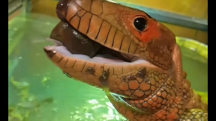 Want to keep one as a pet?