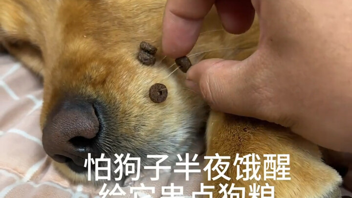 หนวดของสัตว์เลี้ยงใช้งานได้หลากหลายเลยนะ😆