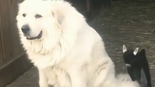 头狼凭借着气味一路追踪到鸡舍头狼：嗯 你们说 我部下那么多头狼 都折在这里了？能是么？部下：气味没错 应该是这群鸡干的