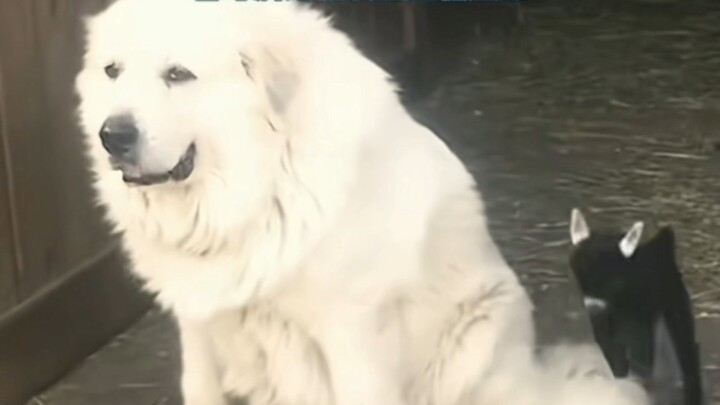 The alpha wolf followed the scent all the way to the chicken coop. Alpha wolf: Hmm, tell me—out of a