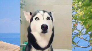 สัตว์ตลก_cut 118