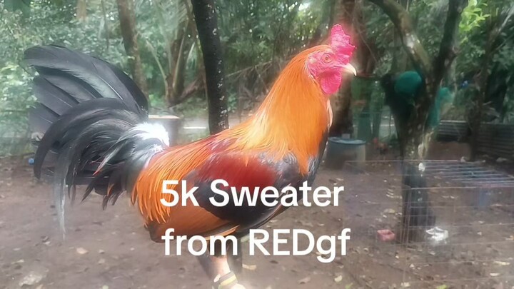 Sweater 5k from REDgamefarm