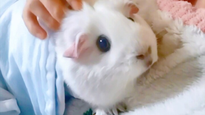 It cries at the slightest touch—keep petting it, and it just keeps crying!