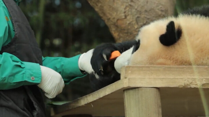 [Pandas] Why Does Grandpa Always Take Out His Camera? 211211