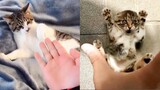 Cat Reaction to The Finger -  Funny Cats with The Finger