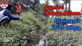 Mancing Di Selokan Pinggir Jalan Ada Babon Nilemnya