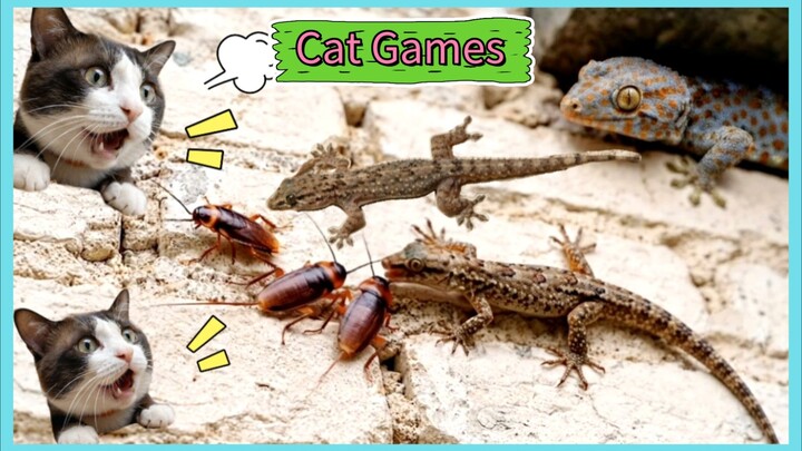 Cat Game ..Cockroach + Lizard + Gecko #catgames #cockroach #lizard