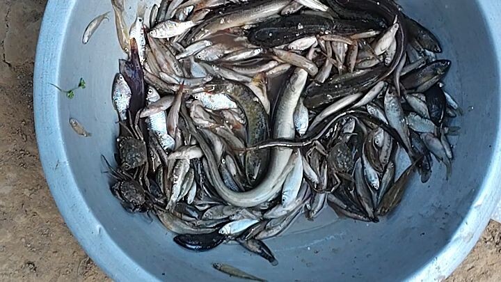 #river #fish #vlog