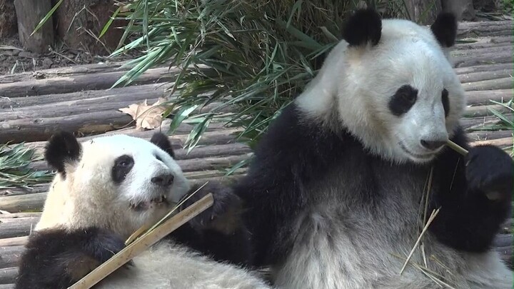 When things get tough, Hua Ye really knows how to protect her big sister!