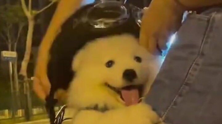 “今天也有被开心到”